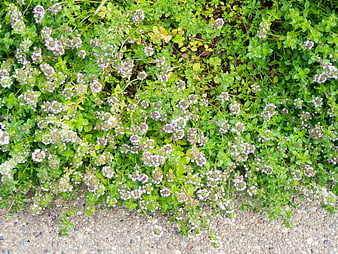 Top View of Wild Thyme Flowers Growing on Gravel Path