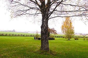 Lone Tree in Green Park on Foggy Autumn Morning