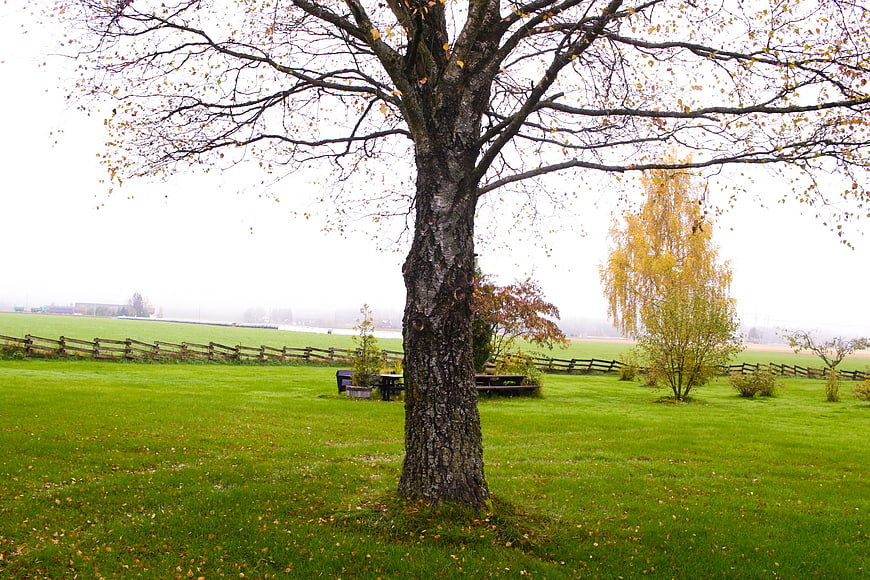 Lone Tree in Green Park on Foggy Autumn Morning