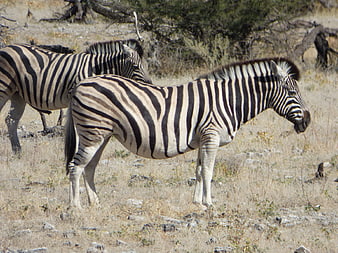 Two Zebras Standing in Dry African Savanna Grassland