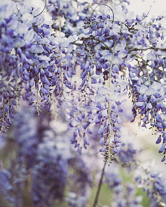 Soft Focus Purple Wisteria Flowers in Spring Garden