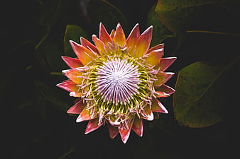 Vibrant Pink and Yellow King Protea Flower Close-Up