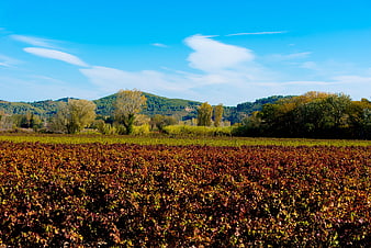 Autumn vineyard landscape with red vines and blue sky