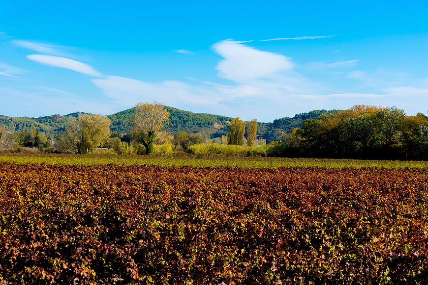 Autumn vineyard landscape with red vines and blue sky