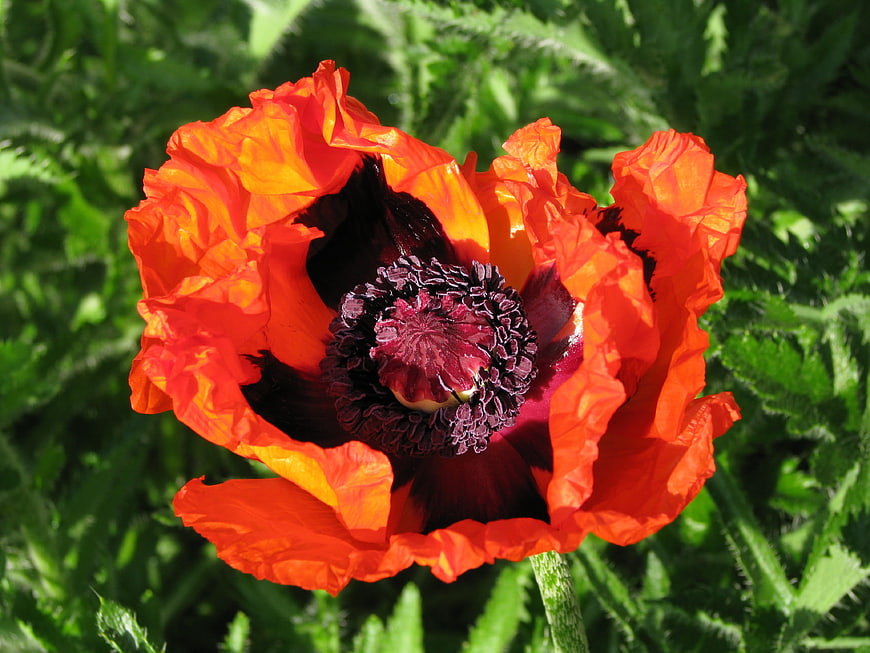 Vibrant Red Poppy Flower Close-Up in Green Garden