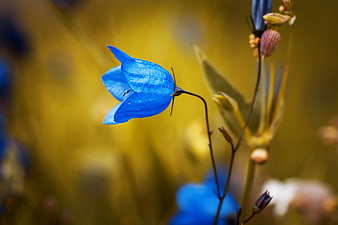 Close-up of a vibrant blue harebell flower against a blurred yellow background
