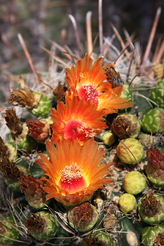 Vibrant Orange Cactus Flowers Blooming in Desert Sun
