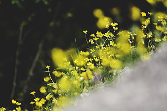 Yellow Buttercup Wildflowers in Spring Meadow