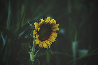 Moody Sunflower in Dark Green Field
