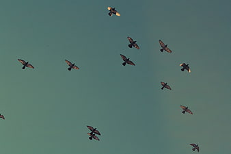 Flock of pigeons flying against a teal sky