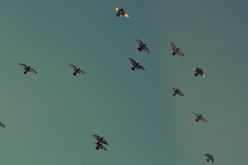 Flock of pigeons flying against a teal sky