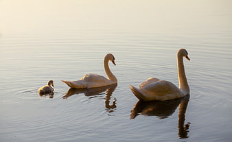 Swan family with cygnet swimming on calm lake at golden hour