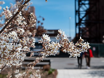 White Cherry Blossoms on Branch Against Blue Sky