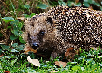 Close-up of a Hedgehog in Green Grass