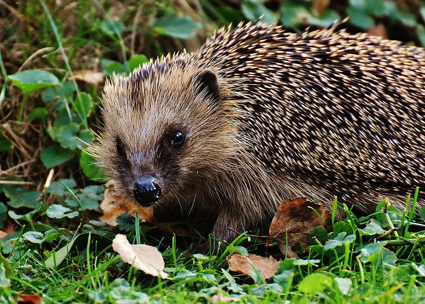 Close-up of a Hedgehog in Green Grass