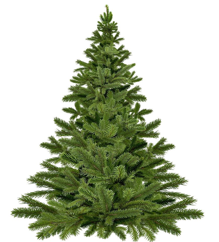 Isolated Green Christmas Tree on White Background