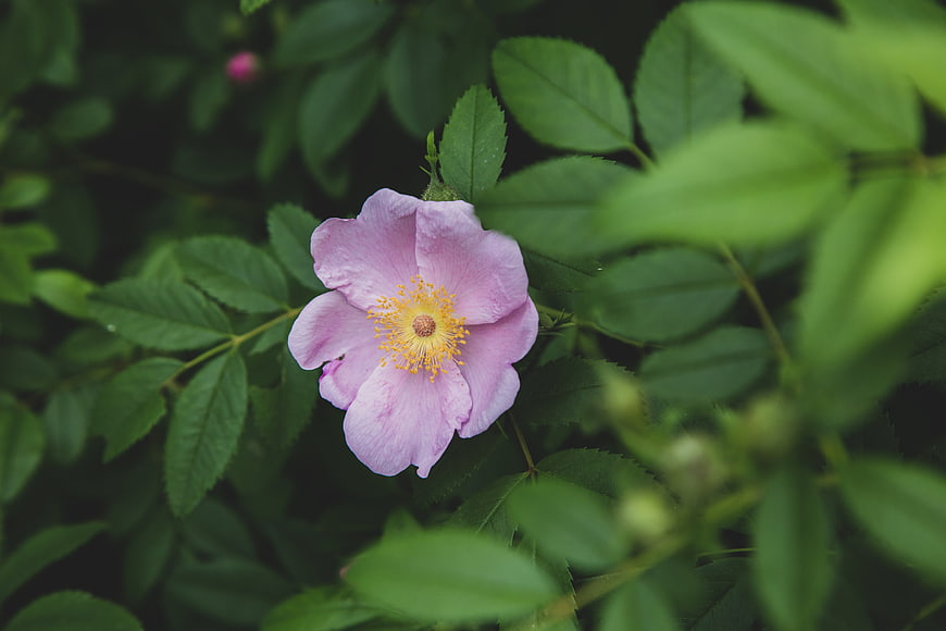 Close-up of a pink wild rose with yellow stamens