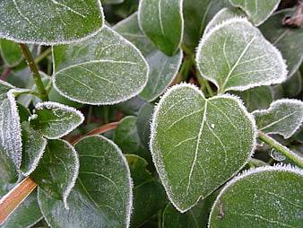 Close-up of green leaves covered in delicate white frost