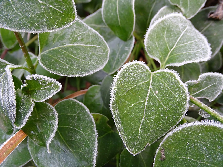 Close-up of green leaves covered in delicate white frost