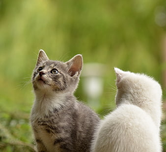 Curious gray tabby kitten looking up with white kitten
