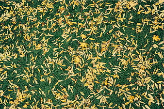 Top View of Yellow Autumn Leaves on Green Grass