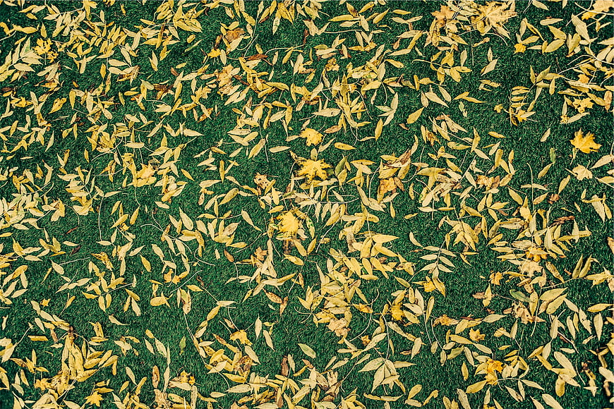 Top View of Yellow Autumn Leaves on Green Grass