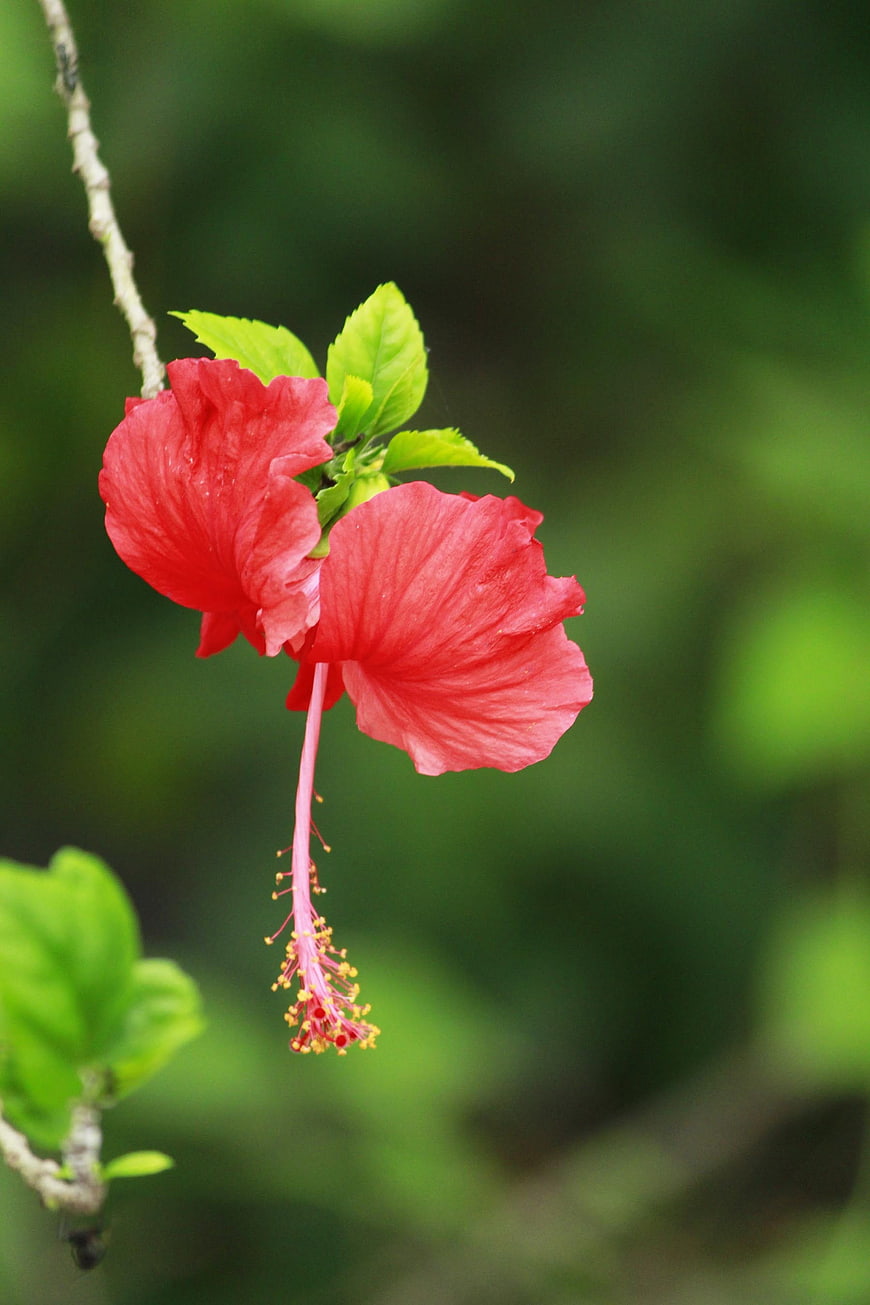 Vibrant Red Hibiscus Flower with Green Leaves