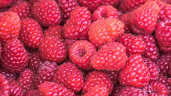 Close-up of fresh ripe red raspberries