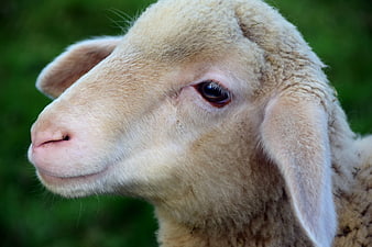 Close-up portrait of a cute lamb head with soft wool