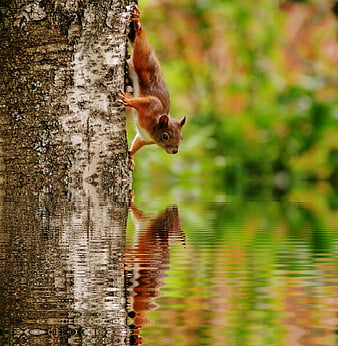 Red squirrel climbing tree trunk with water reflection