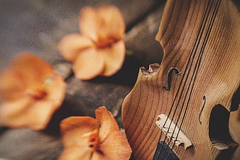 Close-up of wooden violin with orange orchid flowers