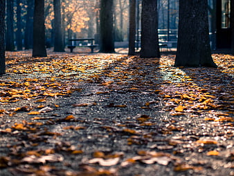 Low angle view of wet autumn leaves on a park path