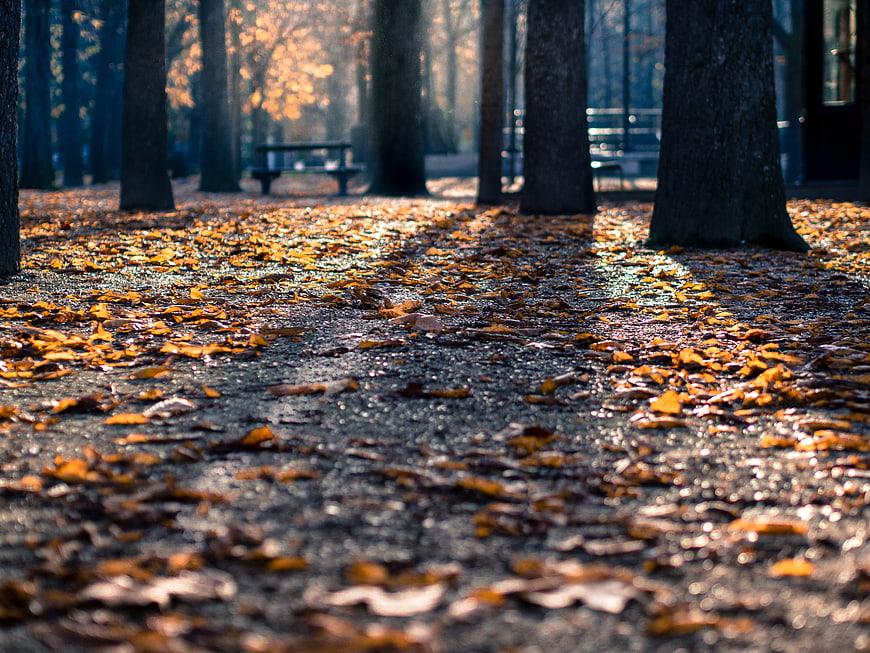Low angle view of wet autumn leaves on a park path