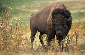 American Bison Standing in Tall Prairie Grass