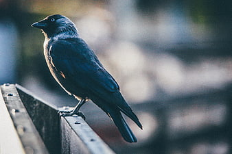 Blackbird perched on wooden railing with blurred background
