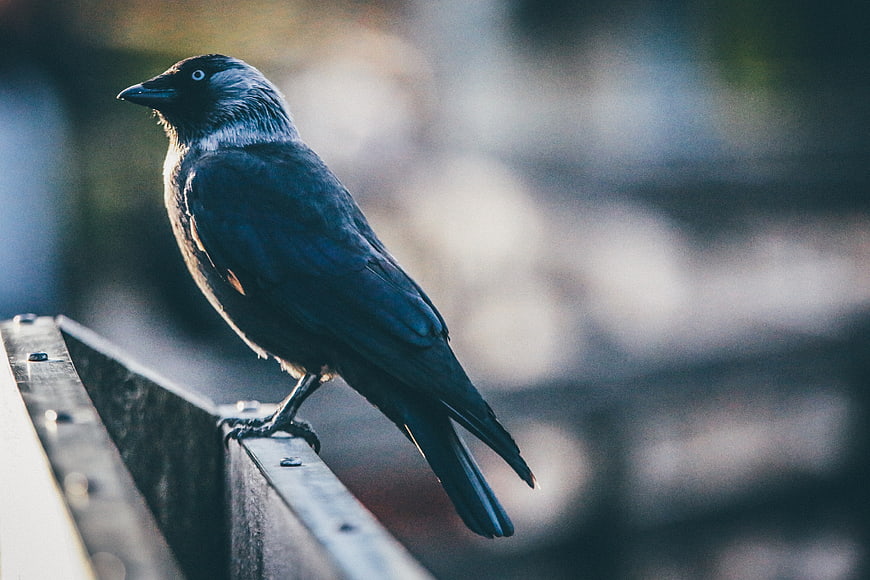 Blackbird perched on wooden railing with blurred background