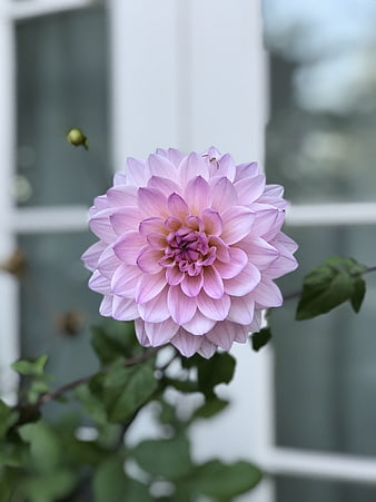 Close-up of a delicate pink dahlia flower in bloom