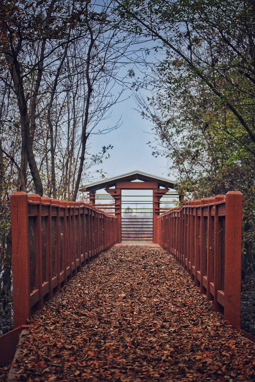 Red wooden bridge covered in autumn leaves in the woods