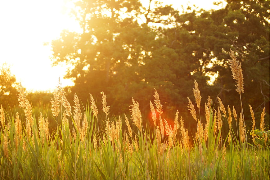 Golden sunlight illuminating tall grass and reeds in a field
