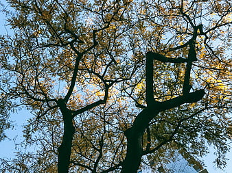 Low angle view of tree branches with yellow leaves against blue sky