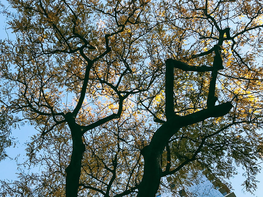 Low angle view of tree branches with yellow leaves against blue sky