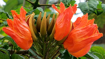 Vibrant Orange Flame Tree Flowers and Buds