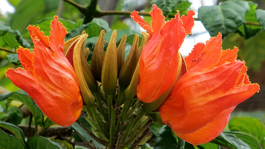 Vibrant Orange Flame Tree Flowers and Buds