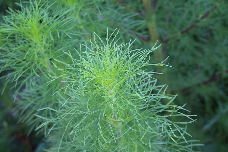 Close-up of fresh green dill herb plant