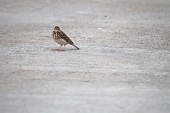 Small brown bird standing on textured concrete surface