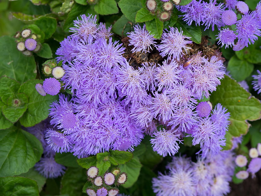 Close-up of Purple Ageratum Flowers with Green Leaves