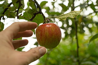 Hand Reaching for Red Apple on Tree Branch