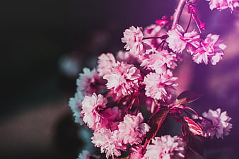 Pink cherry blossoms with purple and teal cinematic color grading