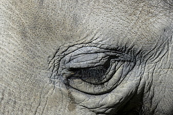 Close-up of an elephant eye with wrinkled skin texture