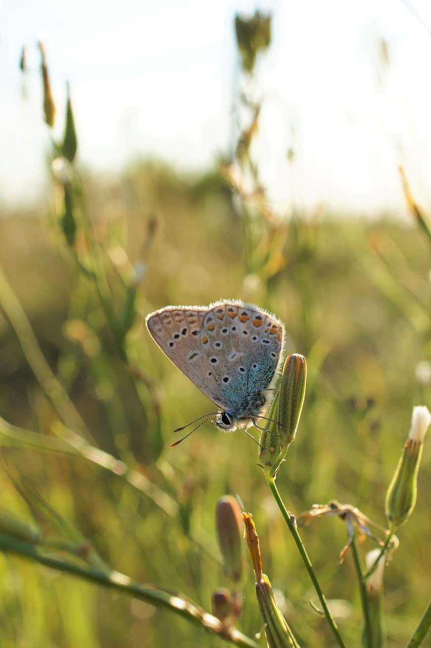 Close-up of a Common Blue Butterfly on a Plant Bud